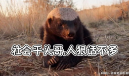 蜜獾视频,勇敢无畏的动物世界传奇