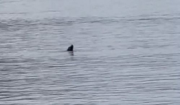 水怪视频,视频揭秘神秘生物之谜