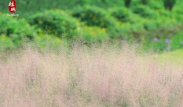 青草免费视频,畅享无界限的视听盛宴