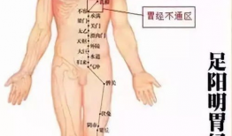 胃经敲打顺序视频,穴位按摩助您养生保健